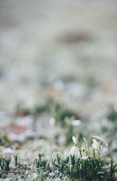 选择聚焦白色flowerbud的照片
